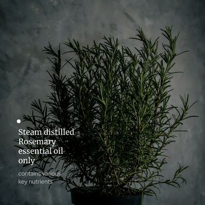 Rosemary Essential oil